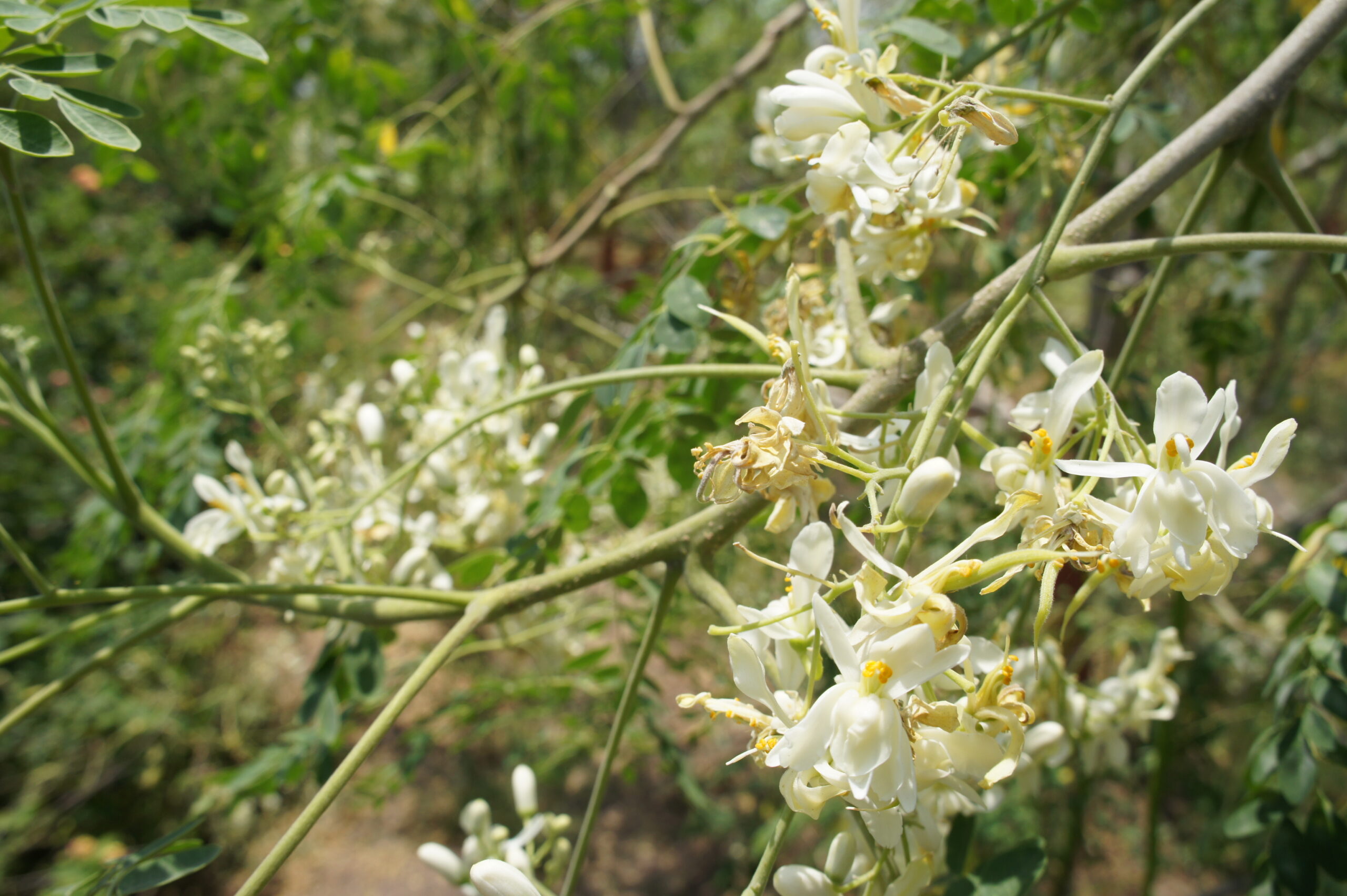 moringa